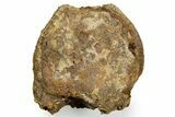 Fossil Hadrosaur (Edmontosaurus) Dorsal Vertebra Centrum - Wyoming #371508-2